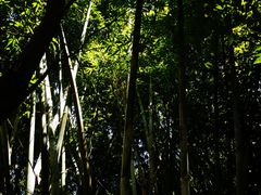 -田心森林公园