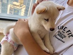 -柴犬小屋·柴餐厅·狗咖食堂(金鼎广场店)