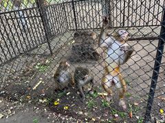 -长白岛森林公园