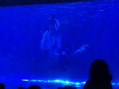 -华夏文旅海洋公园