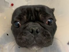 -宠颐生中康贝怡动物医院