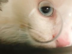 -瑞派·关忠动物医院·猫专科·犬专科(三环新城店)