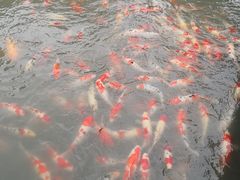 -鹅湖玫瑰文化园