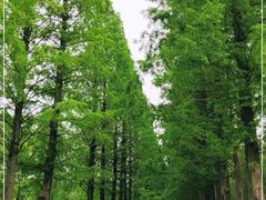 -黄海国家森林公园