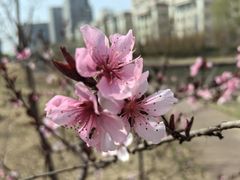 -朝阳公园