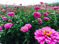 -北纬44度·金珠花海休闲农业旅游景区