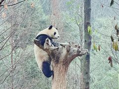 -都江堰中华大熊猫苑