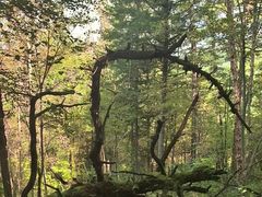 -五营红松林海景区