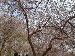 -桃花堤公园
