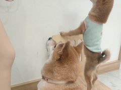 -柴犬小屋·柴餐厅·狗咖食堂(金鼎广场店)