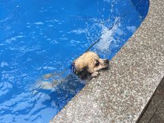 -良成狗狗乐园