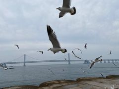 -星海湾跨海大桥