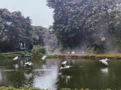 -广州长隆飞鸟乐园