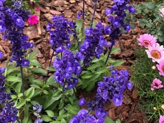 -深圳国际园林花卉博览园