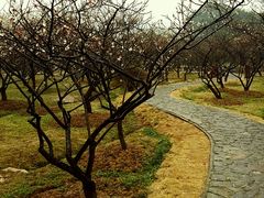 android_upload_pic-香雪海