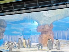-海合安成都极地海洋公园