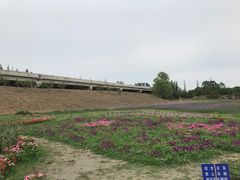 -秀丽东方