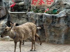 -野象谷景区