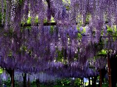 -嘉定紫藤园