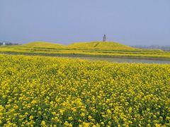 -兰陵国家农业公园