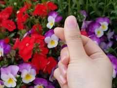 -荷兰花海
