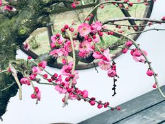 -香雪海