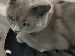 -猫咪派对(江南西店)