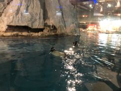 -帝企鹅自助餐厅•儿童岛•真企鹅(长隆企鹅酒店)