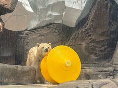 -海合安武汉极地海洋公园