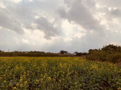 -天适樱花悠乐园