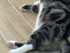 -李小姐の猫咖啡馆(五角场店)