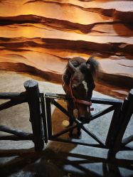 -酷嗒动物文化乐园(cutezoo西溪乐天城店)