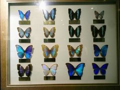 -上海昆虫博物馆