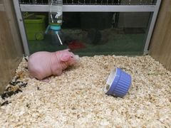 -藦茜花园宠物主题亲子互动体验馆(国顺东路店)