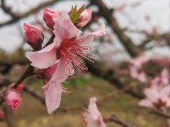 -樂桃源奉贤黄桃种植采摘基地
