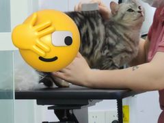 -爱洗澡的猫(望京店)