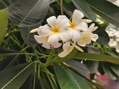 -石家庄市植物园