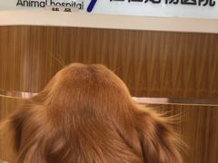 -宠福鑫动物医院·动物疾病诊疗中心(天通苑店)