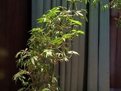 -王府茶楼茶宴·创意菜(朝阳公园店)