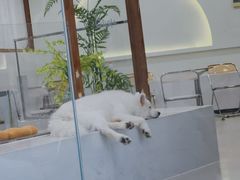 -共舞时光猫咖·狗咖(新街口店)