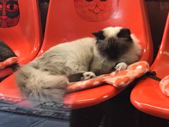 -猫咪博物馆(顶澳仔猫街店)