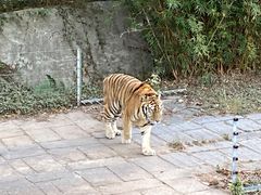 -深圳野生动物园