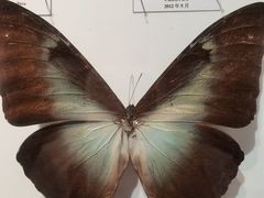 -吉林省自然博物馆