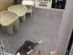 -有喵·猫咖·狗咖·30几只猫10只小狗(岗厦店)