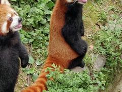 -西安秦岭野生动物园