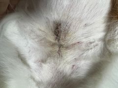 -纳吉亚猫专科动物医院博雅分院