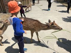 -鹿境梅花鹿生态园区