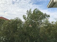 -金孔雀温泉旅游度假村