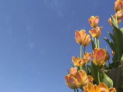 -荷兰花海
