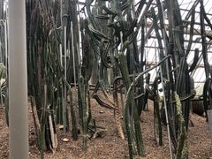 -南山植物园